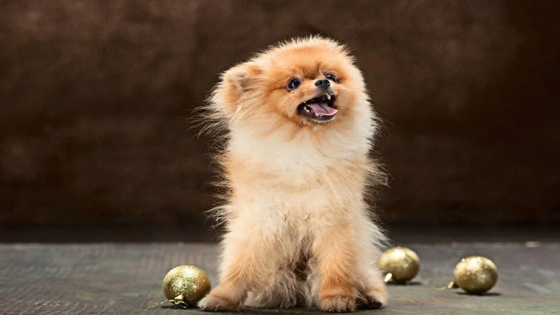 The Adorable Charm of Tiny Pomeranians: A Delightful Companion